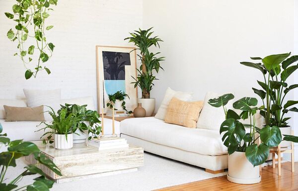 Living room corner filled with houseplants and natural light